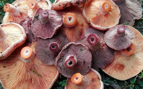 Tipos de Níscalos: Todas las Especies del Género Lactarius