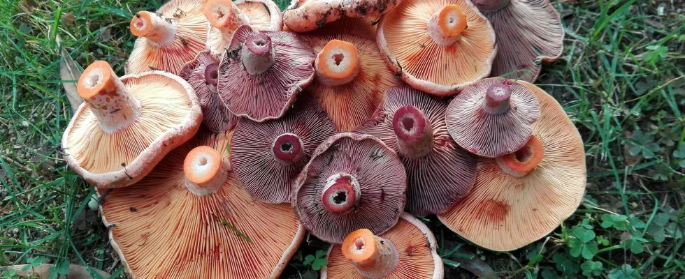 Tipos de Níscalos: Todas las Especies del Género Lactarius
