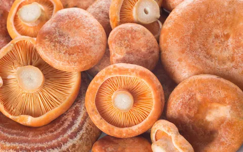 Lactarius Deliciosus: Características del Níscalo Común