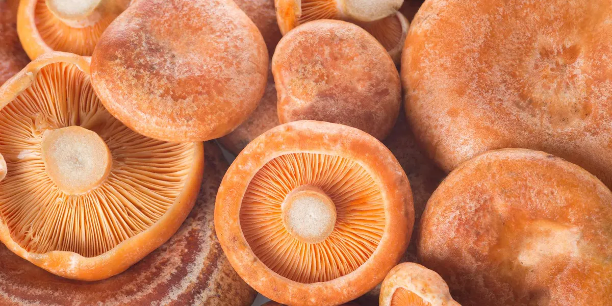 Lactarius Deliciosus: Características del Níscalo Común