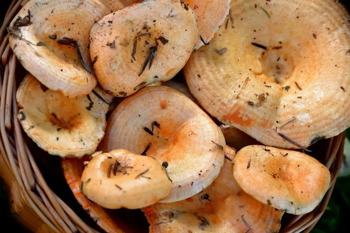 Rovellons en Castellano: Qué Son, Recetas y Diferencias con el Níscalo