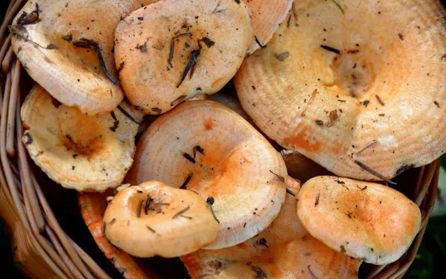 Rovellons en Castellano: Qué Son, Recetas y Diferencias con el Níscalo