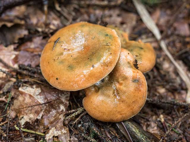 Lactarius deterrimus