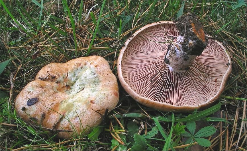 Lactarius sanguifluus