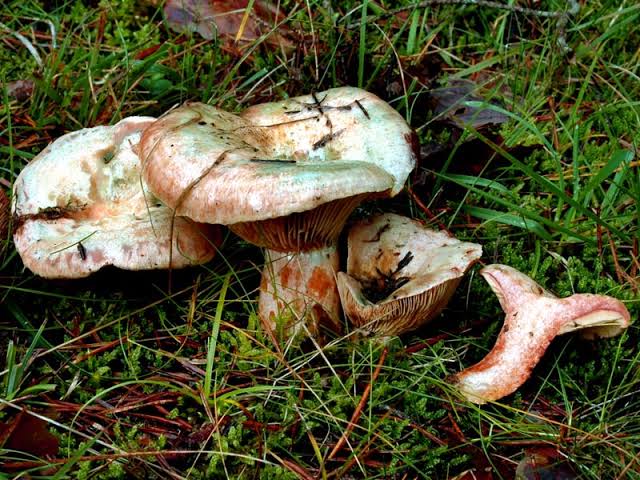 Lactarius semisanguifluus