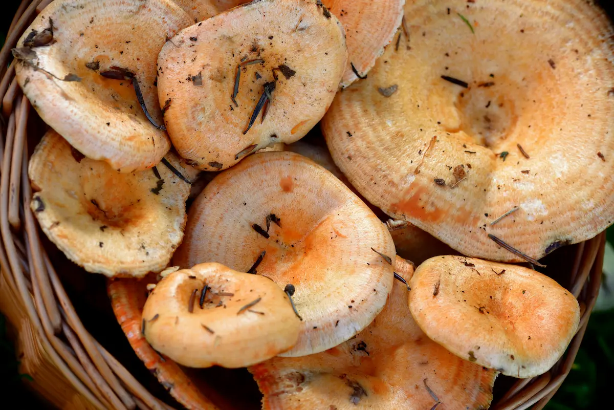 Proceso de preparación de níscalos con jamón serrano